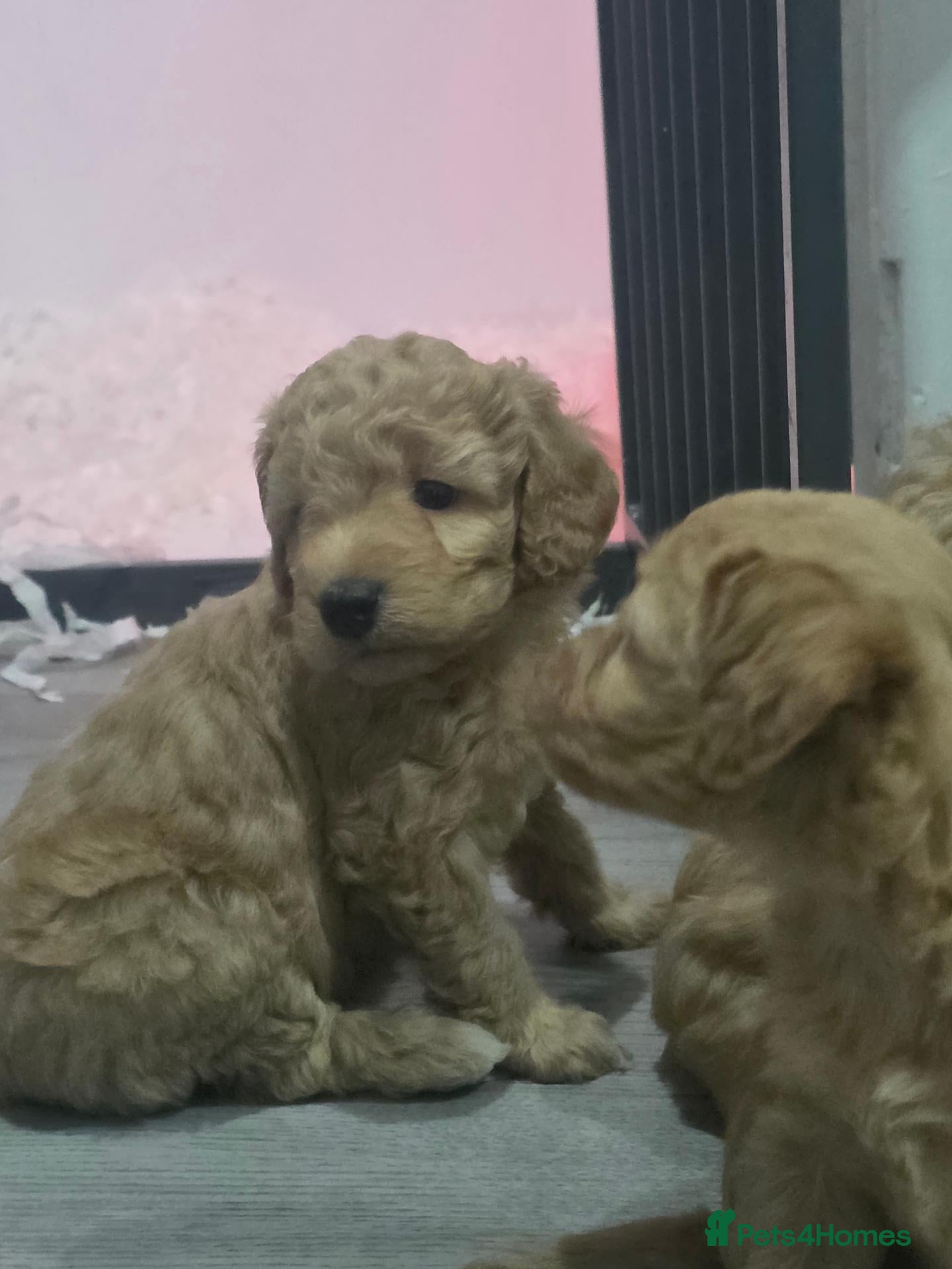 Cockapoo dogs 🌟🌟 5 star homes required 🌟 🌟  - Advert 1