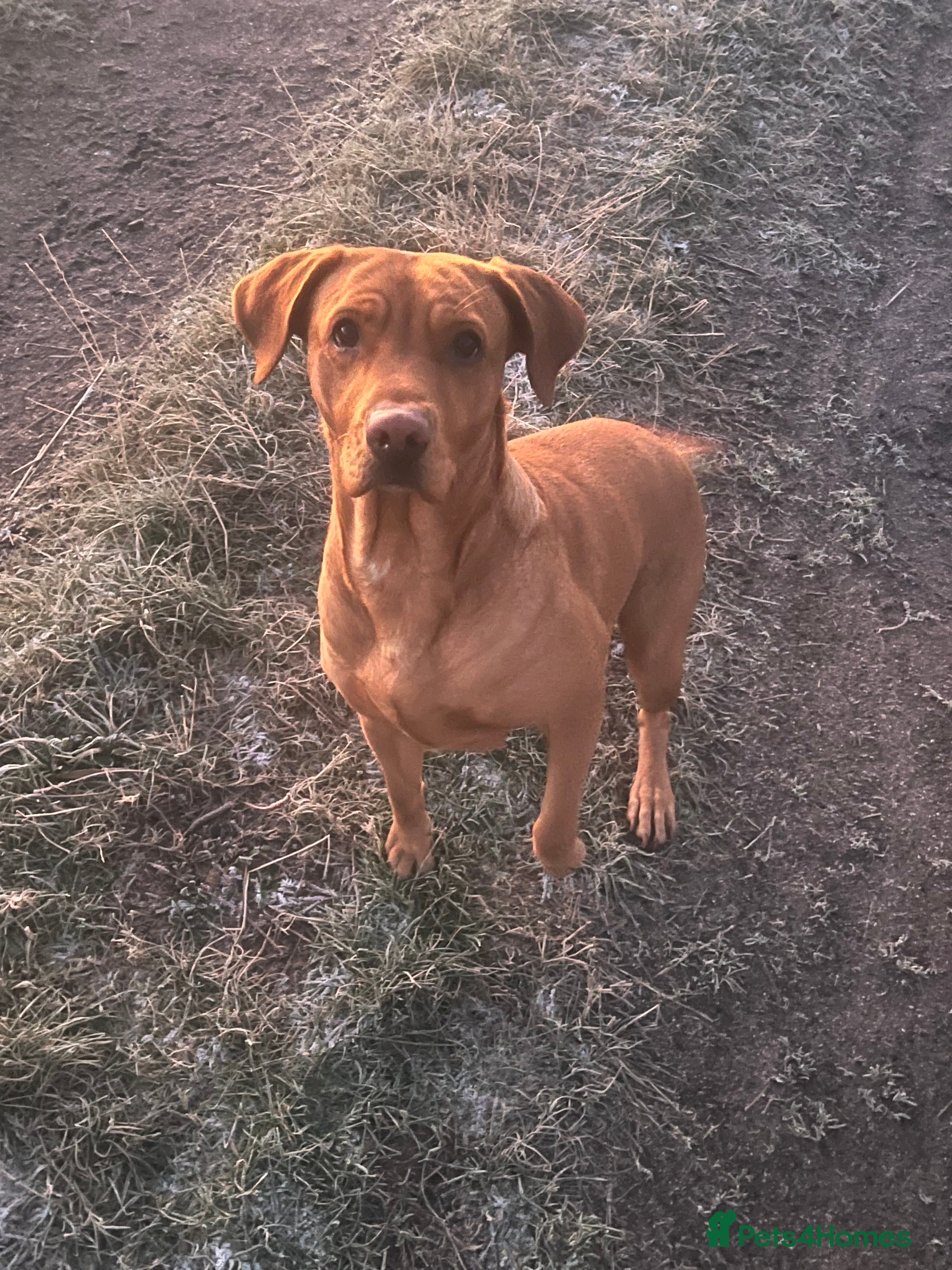 Labrador Retriever dogs Red fox labrador in Tranent - Advert 4