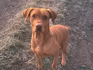 Labrador Retriever dogs Red fox labrador in Tranent - Advert 4