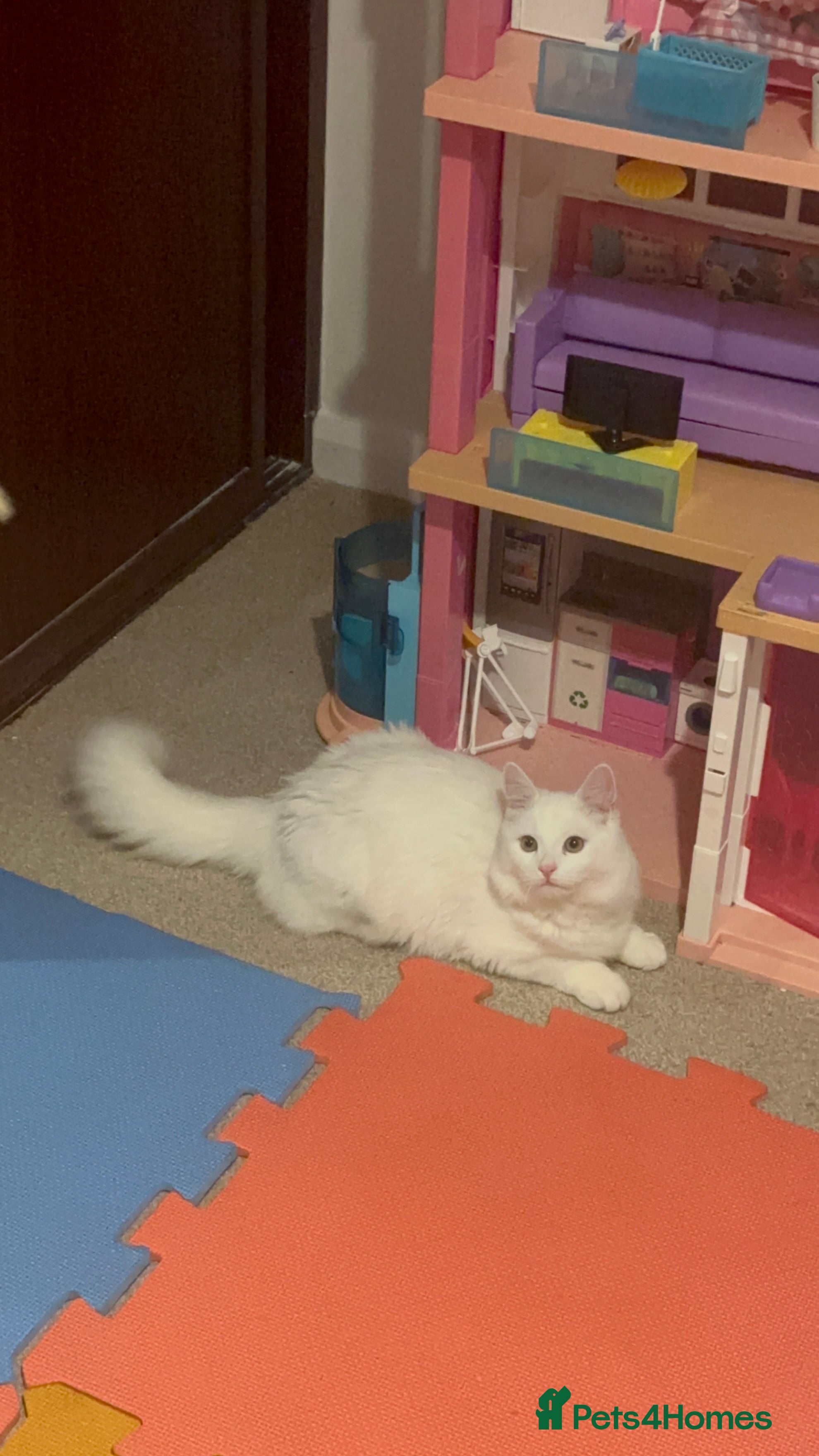 Domestic Shorthair cats White Shorthair Domestic Cat - Advert 3