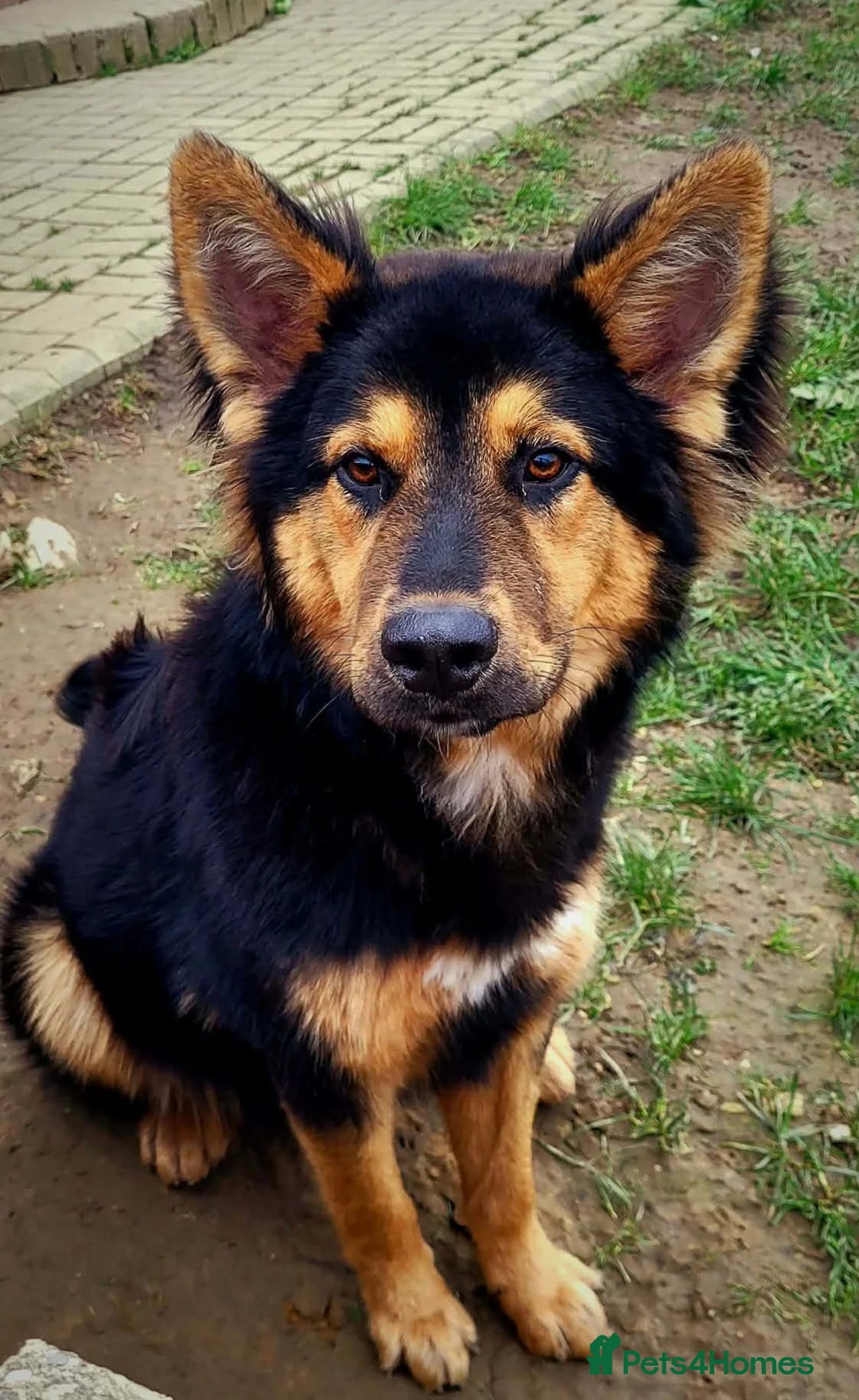 Shepsky dogs for sale: 2 shepskys in Rotherham - Advert 2
