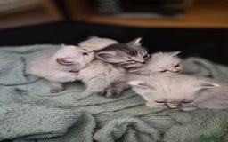 Mixed Breed cats for sale: One little kitten left to pick from - Image 1