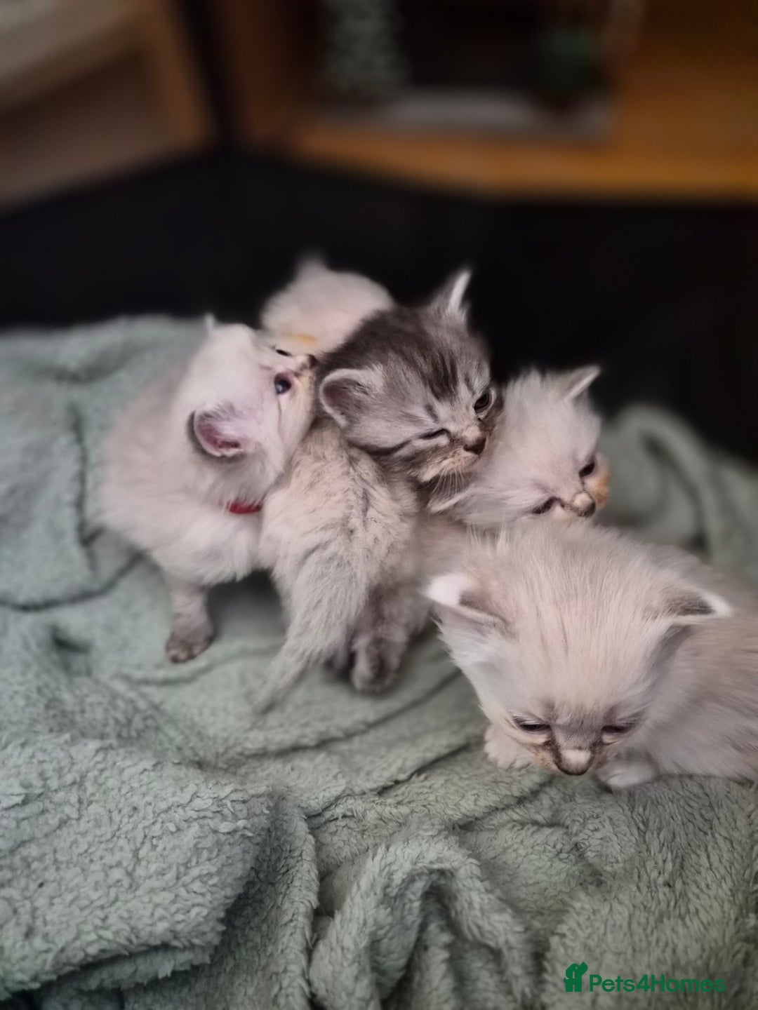 Mixed Breed cats for sale: One little kitten left to pick from - Image 1