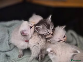 Mixed Breed cats - Advert 9