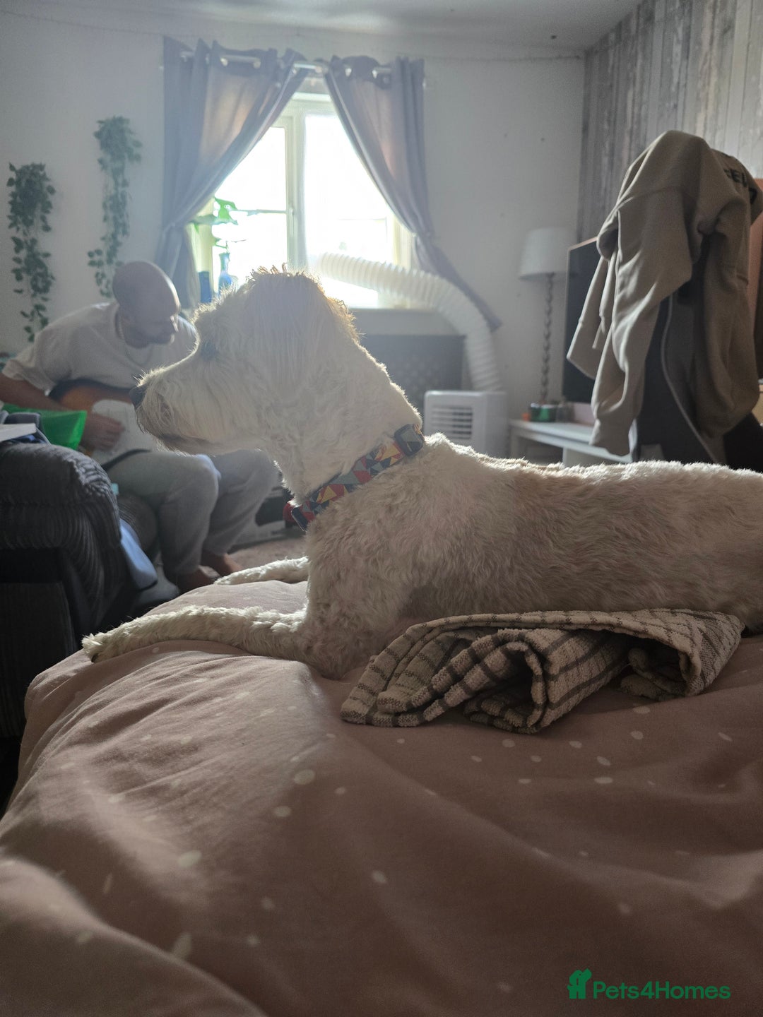 Mixed Breed dogs for sale: Beautiful teddy - Image 6