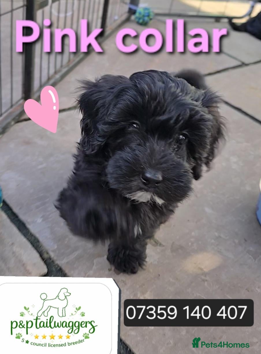 Maltipoo dogs 🔥 1 LEFT! F1 maltipoo female 5⭐️council licensed - Advert 17
