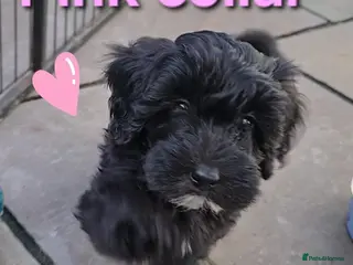 Maltipoo dogs 🔥 1 LEFT! F1 maltipoo female 5⭐️council licensed - Advert 17