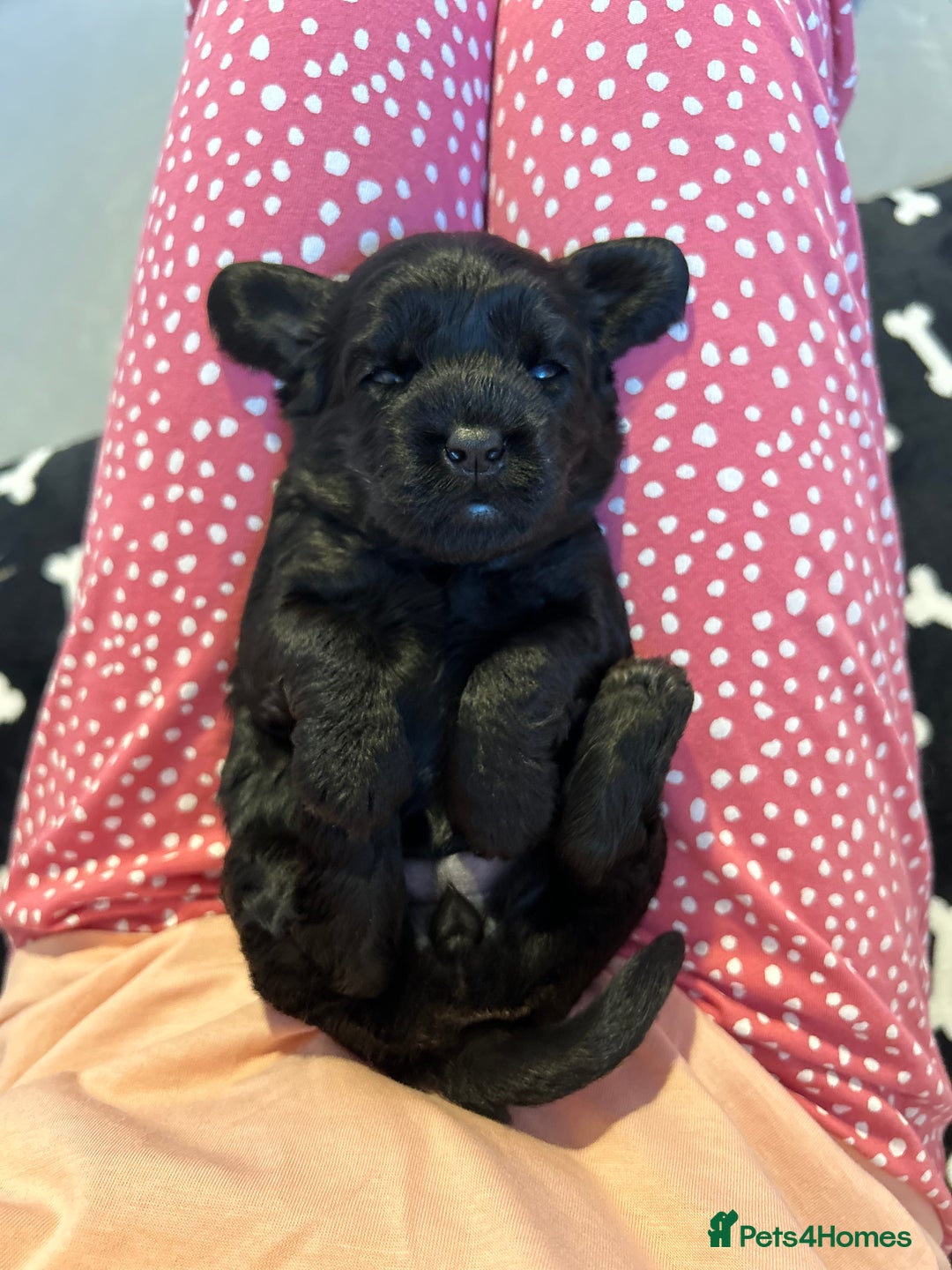 Cavapoo dogs for sale: Extensively Health Tested Cavapoo Pups - List Open - Advert 8