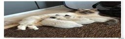 Ragdoll cats for sale: 4 Stunning male pure ragdoll kittens  - Advert 19