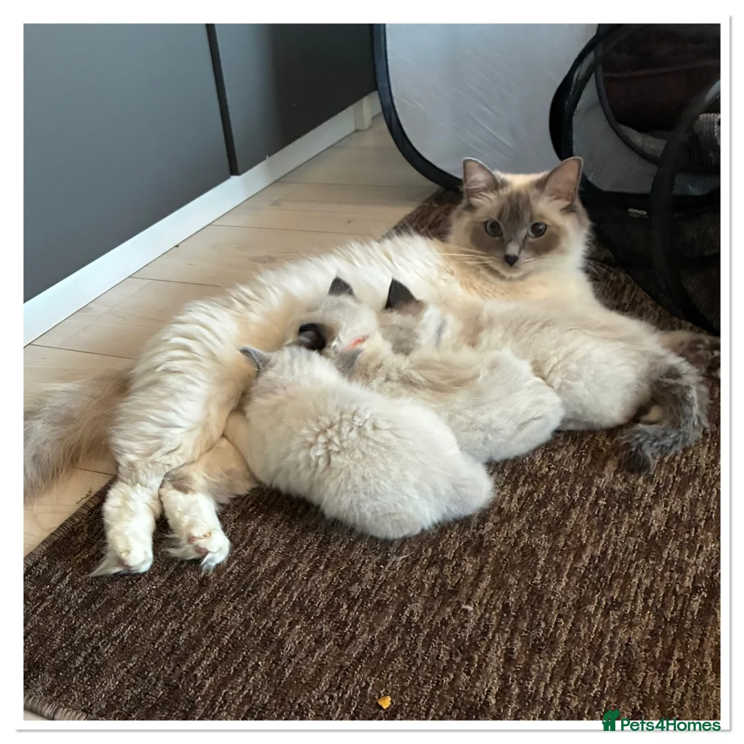 Ragdoll cats for sale: 4 Stunning male pure ragdoll kittens  - Advert 19