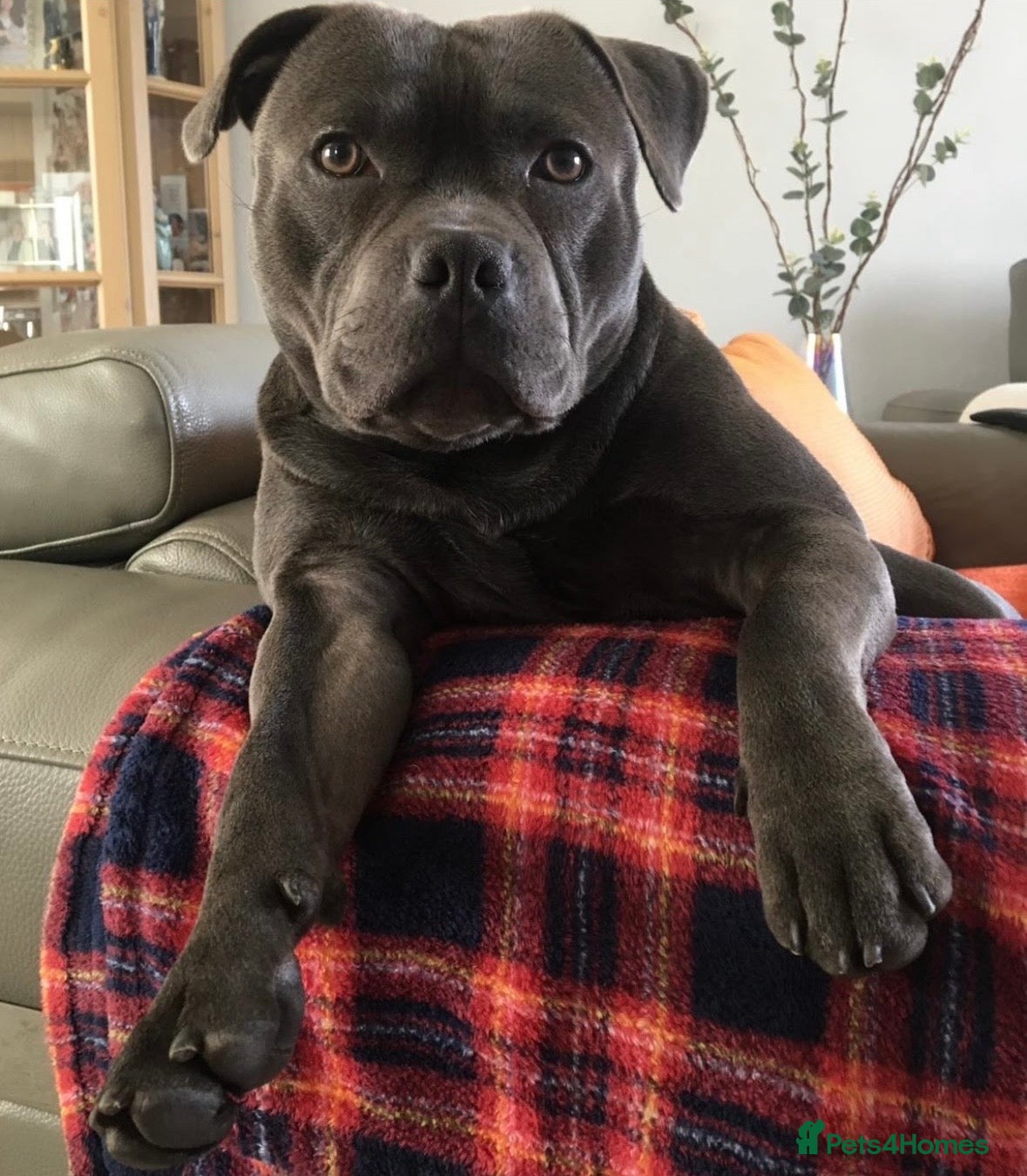 Staffordshire Bull Terrier dogs Staffordshire Bull Terrier Stud in Chester - Advert 1