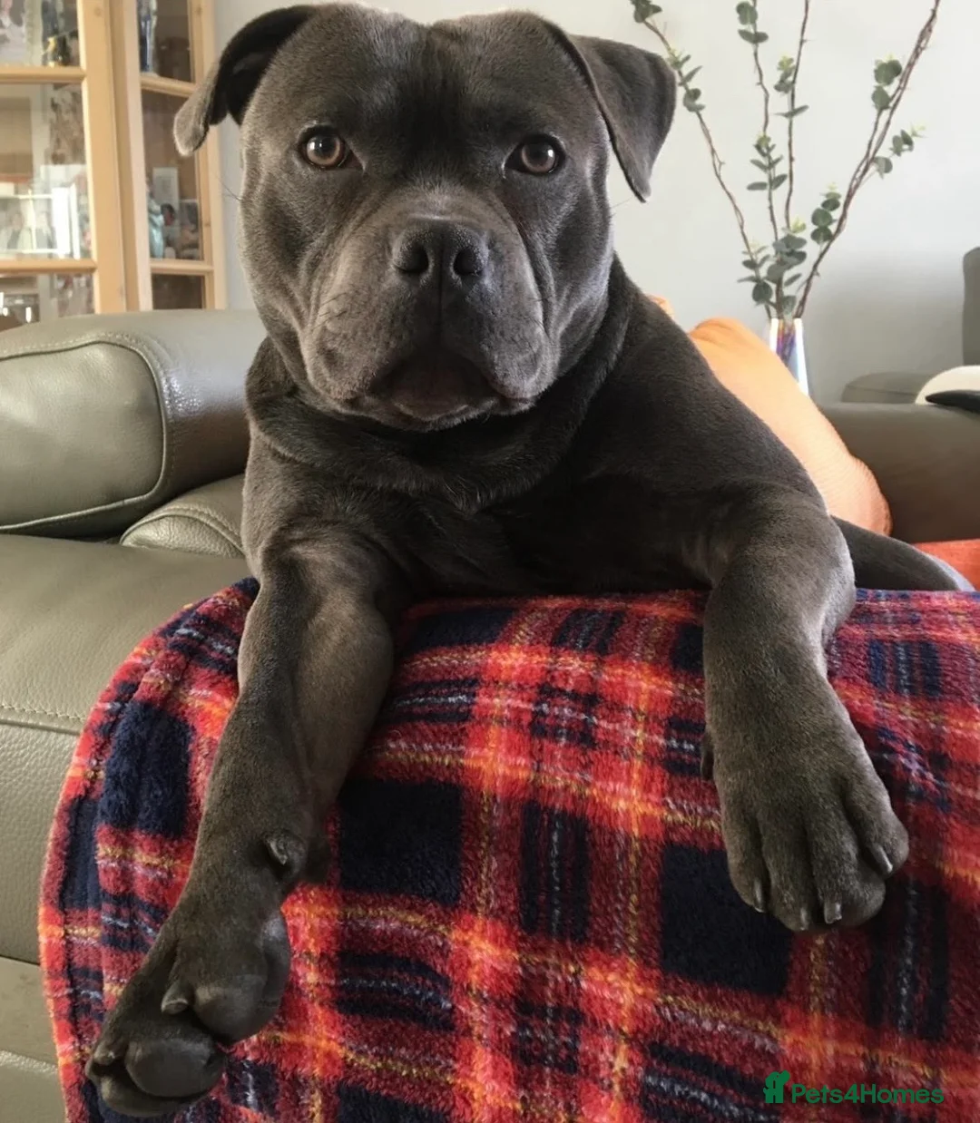 Staffordshire Bull Terrier dogs for stud: Staffordshire Bull Terrier Stud in Chester - Advert 1