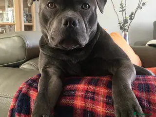 Staffordshire Bull Terrier dogs Staffordshire Bull Terrier Stud in Chester - Advert 1