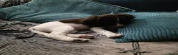 English Springer Spaniel dogs for sale: Orio and her puppies 🐶  in Towcester - Advert 7