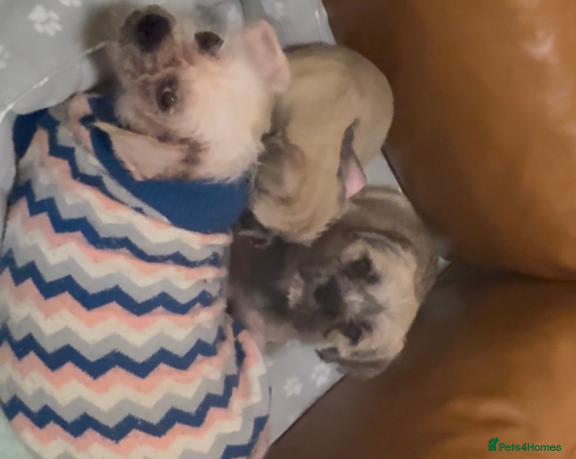 Mixed Breed dogs Pug Chinese crested x French bulldog x - Advert 1