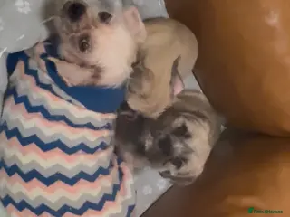 Mixed Breed dogs Pug Chinese crested x French bulldog x - Advert 4