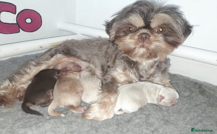 Shih Tzu dogs - Advert 1