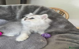 British Longhair cats for sale: British Longhair CH Pedigree Silvers  in Bournemouth - Image 13