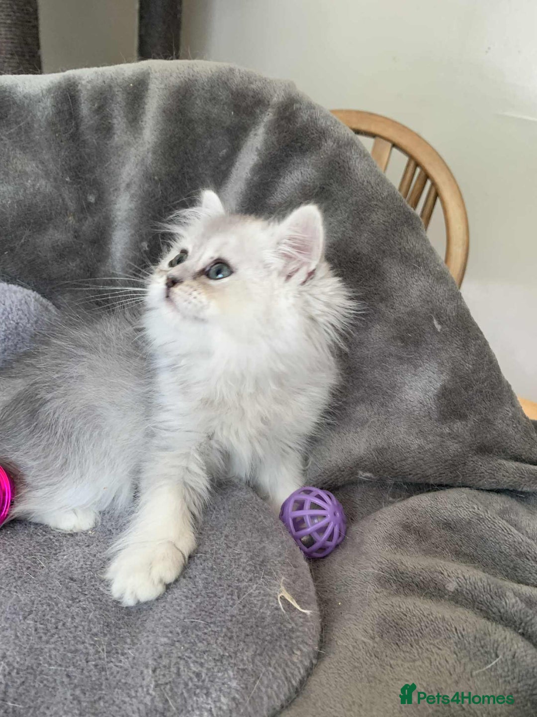 British Longhair cats for sale: British Longhair CH Pedigree Silvers  in Bournemouth - Image 13