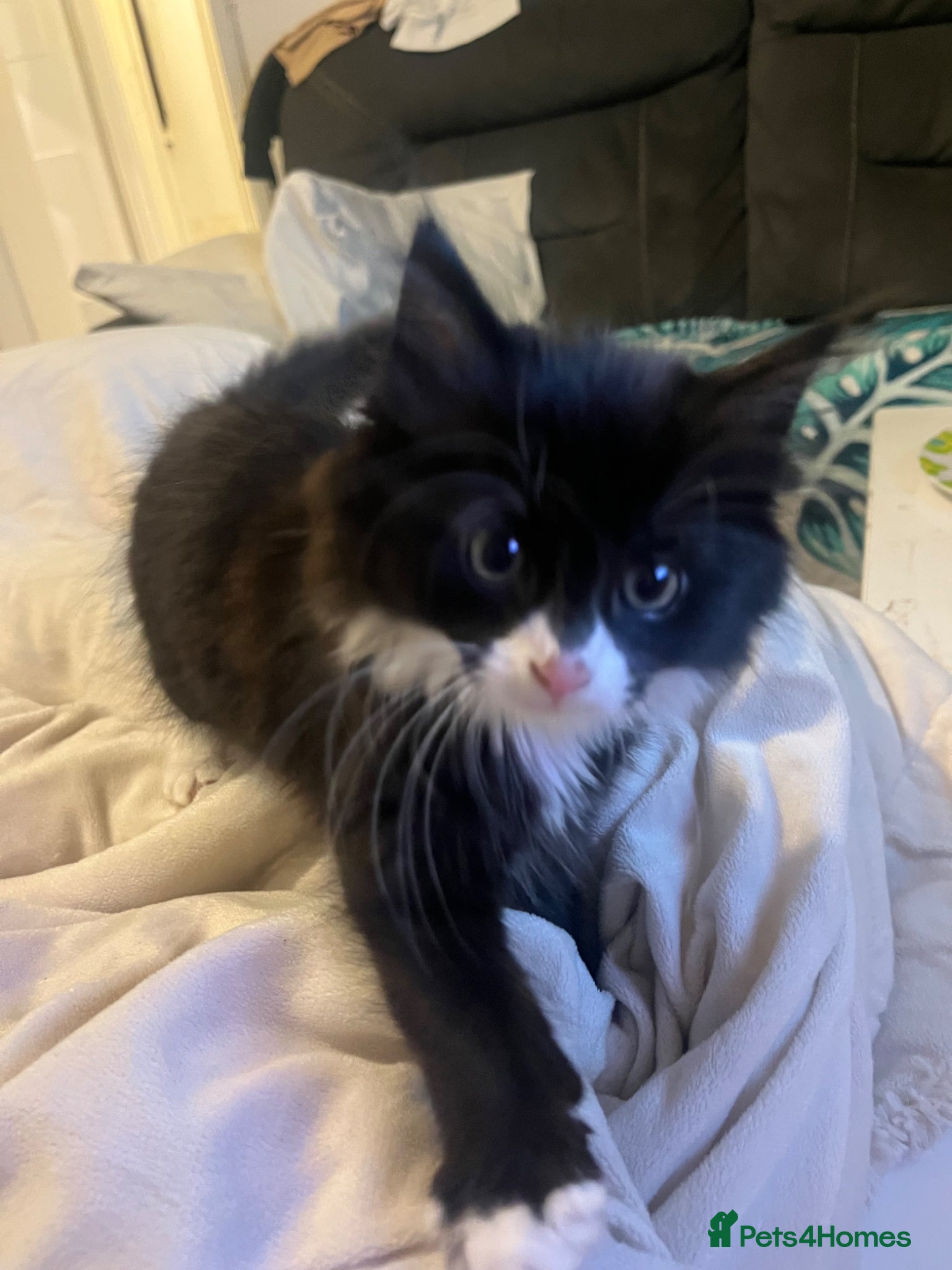 Mixed Breed cats Beautiful Persian X 3rdGen mainecoon  - Advert 4