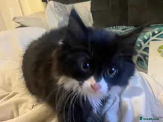 Mixed Breed cats Beautiful Persian X 3rdGen mainecoon - Advert 4