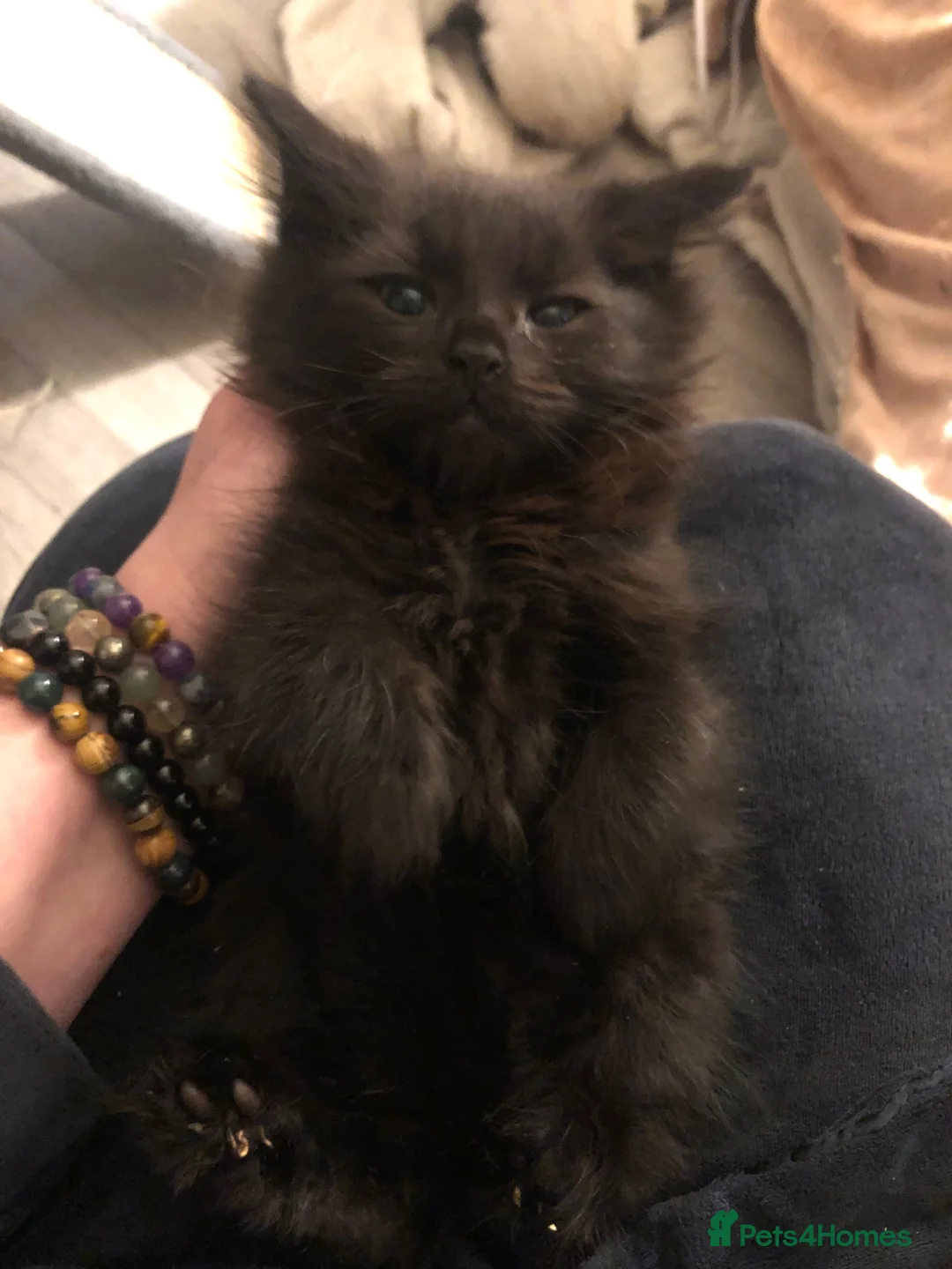 Russian Blue cats for sale: Russian blue/Norwegian forest mixed - Advert 39