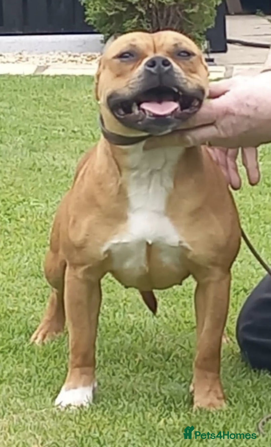 Staffordshire Bull Terrier dogs for sale: BRUNO CH SIRED RED MALE LOOKING FOR A NEW HOME  - Image 5