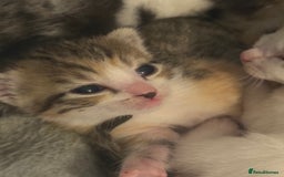 Mixed Breed cats for sale: 5 female kittens for sale  - Image 11