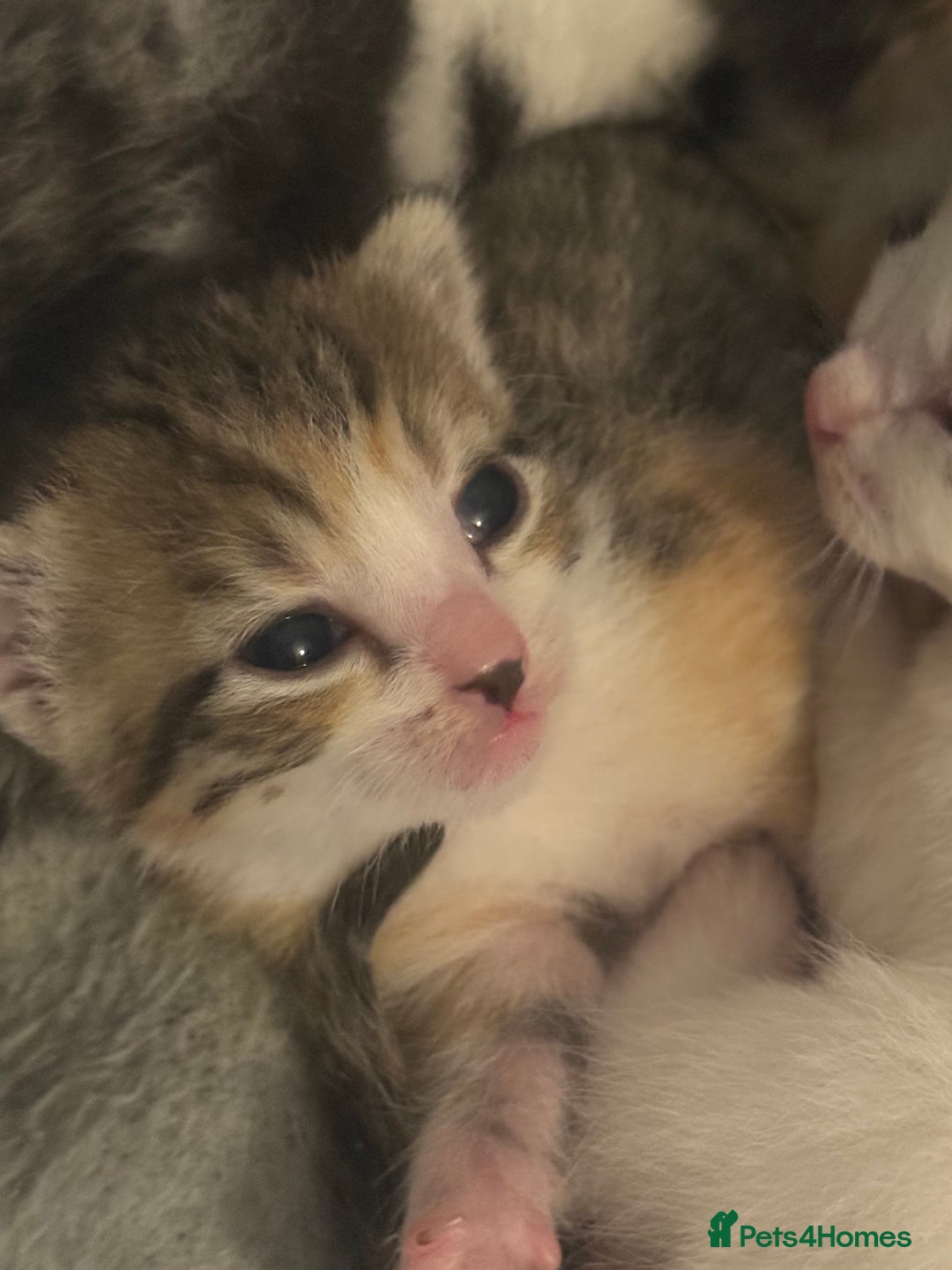 Mixed Breed cats for sale: 5 female kittens for sale  - Image 11