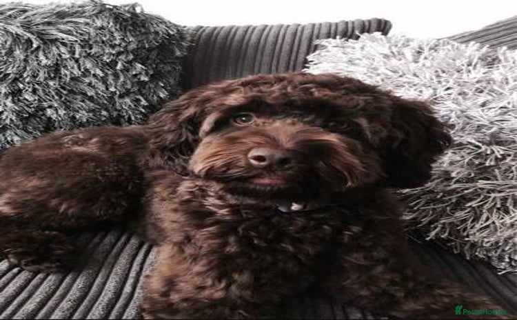 Cockapoo dogs - Advert 13