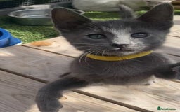 Mixed Breed cats for sale: Oriental X Siamese  - Image 32