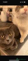 British Shorthair cats Beautiful British short hair kittens. - Advert 4
