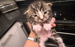 Maine Coon cats for sale: 7 beautiful kittens  - Image 10