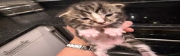 Maine Coon cats for sale: Last little girl - ready now - Advert 11