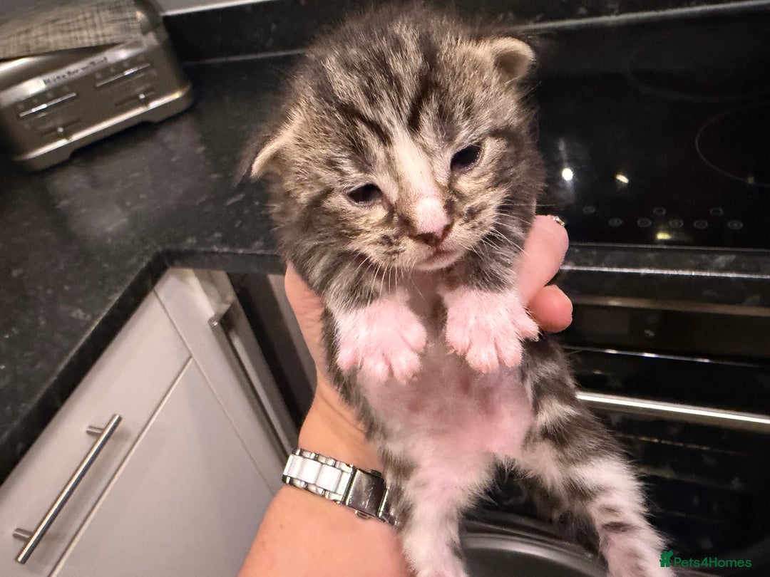 Maine Coon cats for sale: 7 beautiful kittens  - Image 10