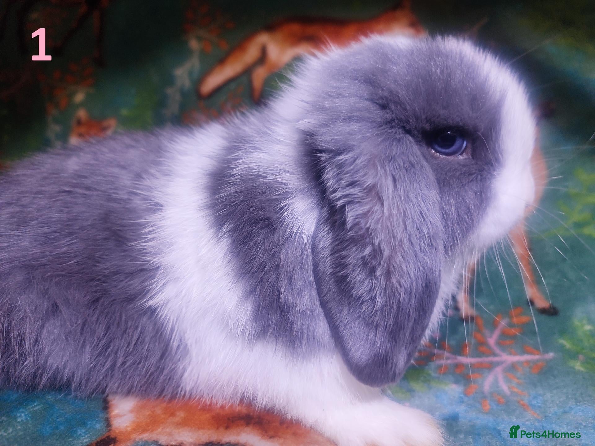 Mini Lop rabbits Baby Mini Lops - Advert 3