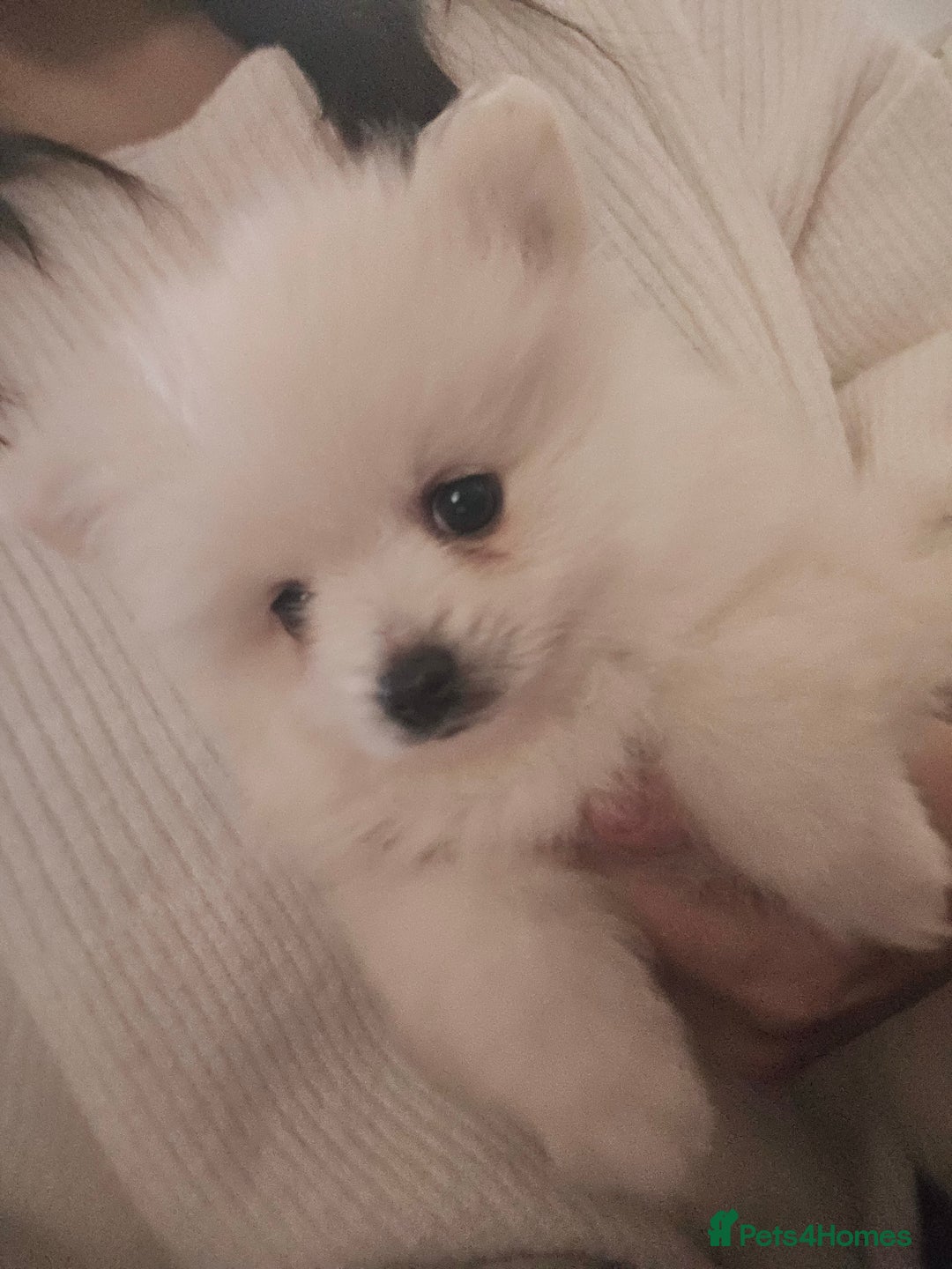 Pomeranian dogs for sale: Pomeranian puppies - Advert 5