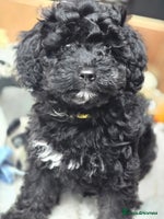 Toy Poodle dogs - Advert 7