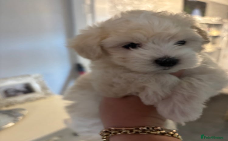 Maltipoo dogs - Advert 14