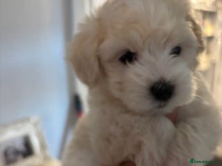 Maltipoo dogs - Advert 8
