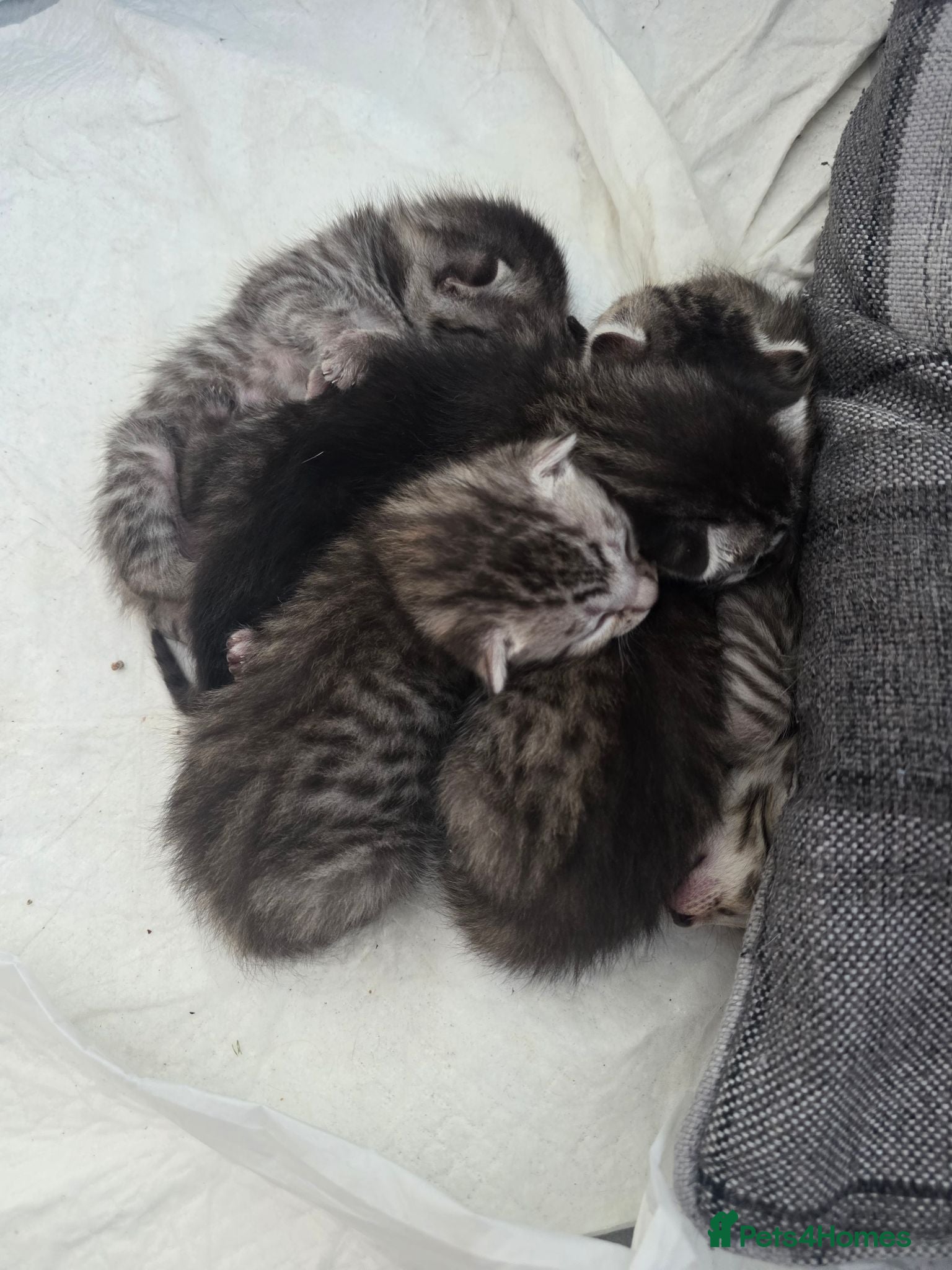 Bengal cats for sale: Bengal charcoal silver kittens from snow linx  - Advert 1