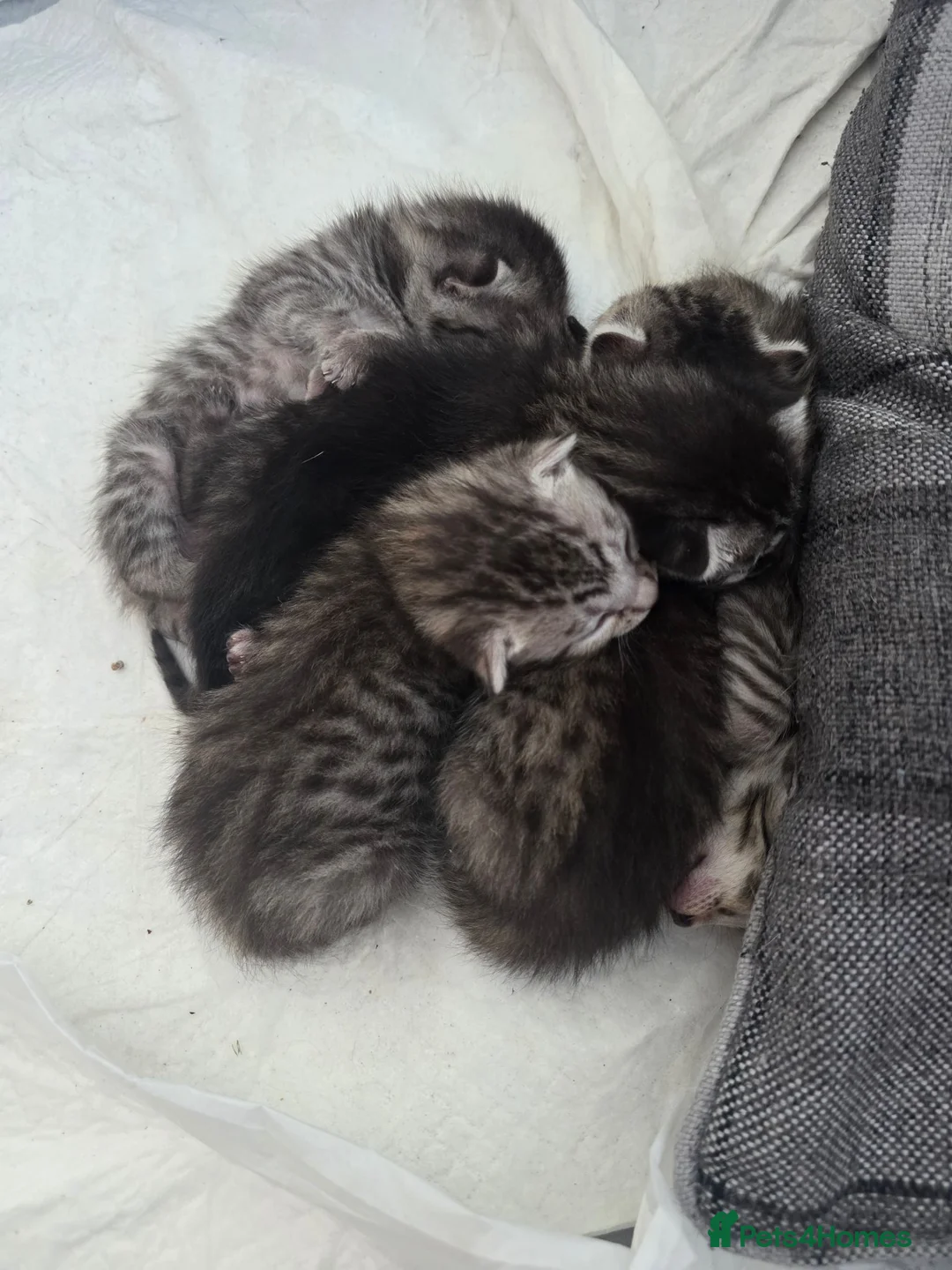 Bengal cats for sale: Bengal charcoal silver kittens from snow linx  - Advert 1
