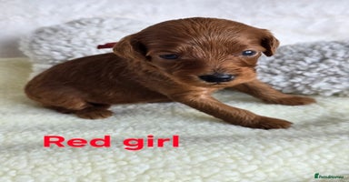 Cavapoo dogs - Advert 7