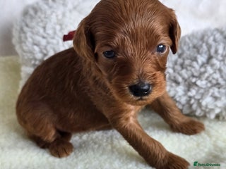 Cavapoo dogs - Advert 2