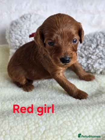 Cavapoo dogs - Advert 2