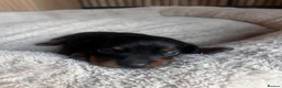 Miniature Dachshund dogs for sale: Miniature dachshund puppies  - Advert 2