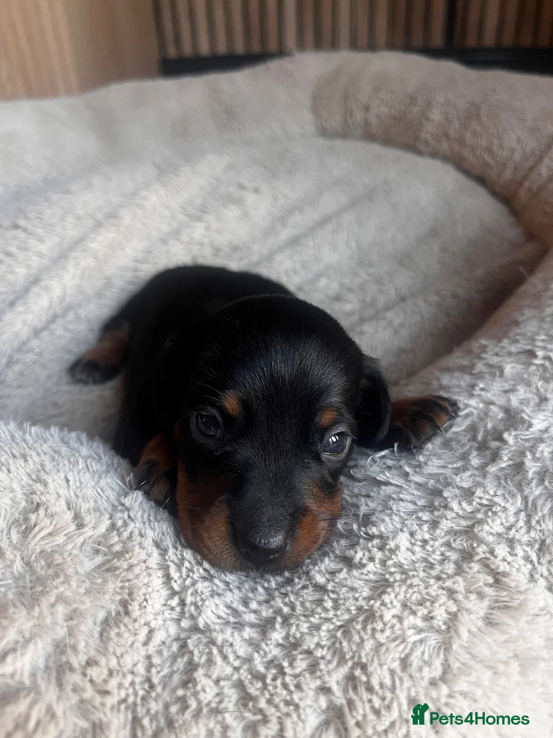 Miniature Dachshund dogs for sale: Miniature dachshund puppies  - Advert 2