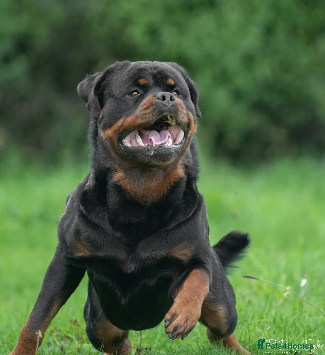 Rottweiler dogs for stud: Stunning Fully Health Tested KC Reg Rottweiler  in Langport - Advert 3