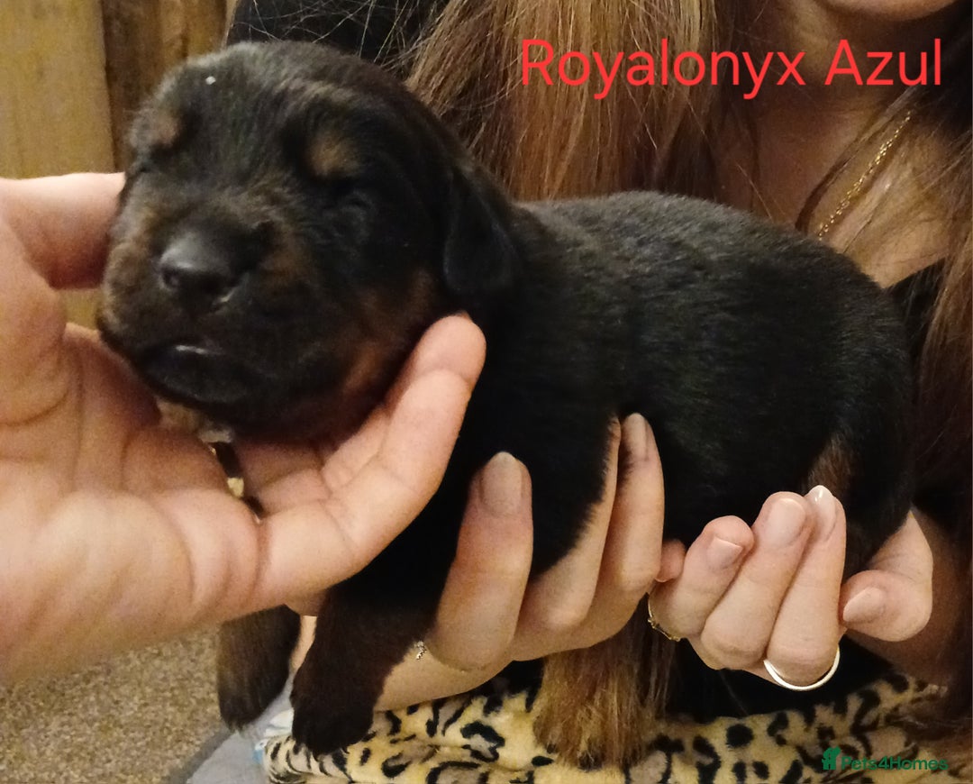 Rottweiler dogs for sale: KC chunky rottweiler puppies - Advert 35