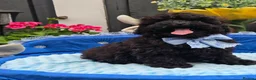 Maltipoo dogs for sale: F1B Maltipoo Rare Colours DNA Tested  - Advert 6